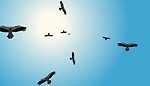 vultures animation